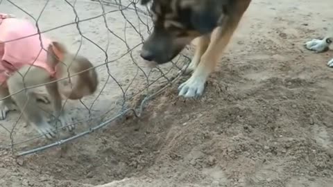 How a dog helped a monkey