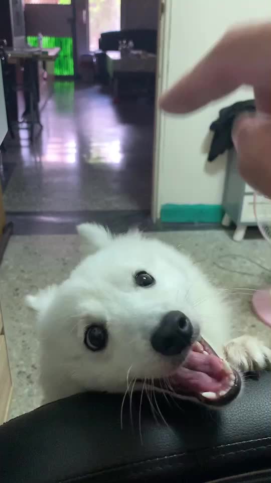 Cute dog"Fox Terrier"