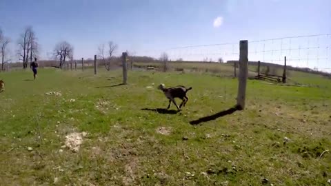 Adorable goat truly believes she's a puppy.