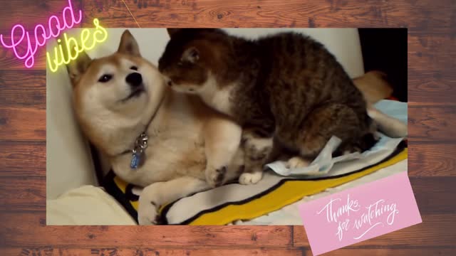 Funniest 🐶 Dogs and 😻 Cats - Awesome Funny Pet Animals Videos 😇