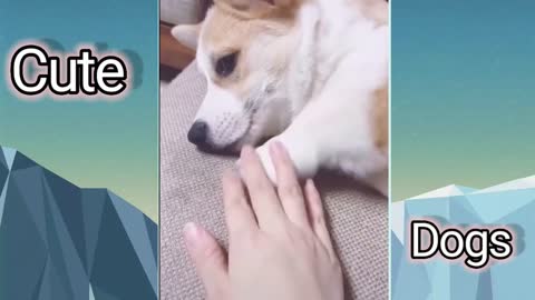 Cute pet videos | funny dogs
