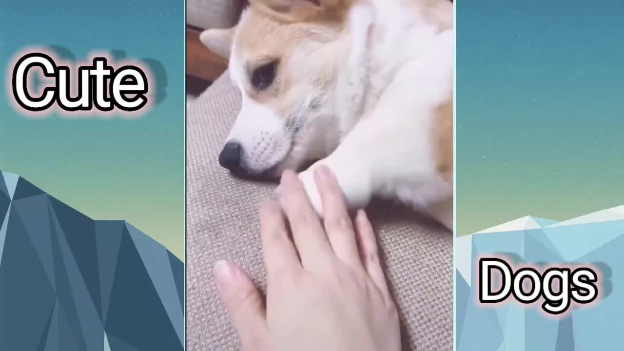 Cute pet videos | funny dogs