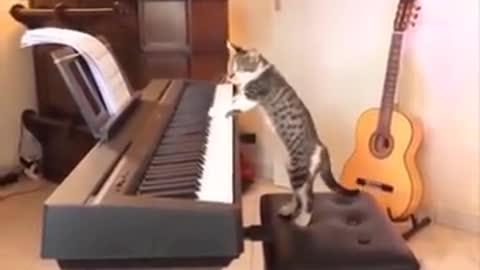 Very funny cats at home