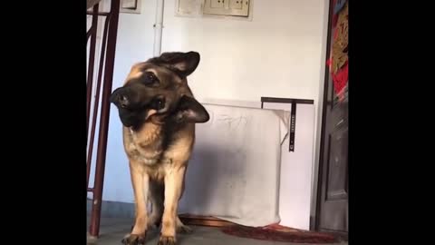 Funniest Animals - Best Of The 2021 Funny Animal Videos #78