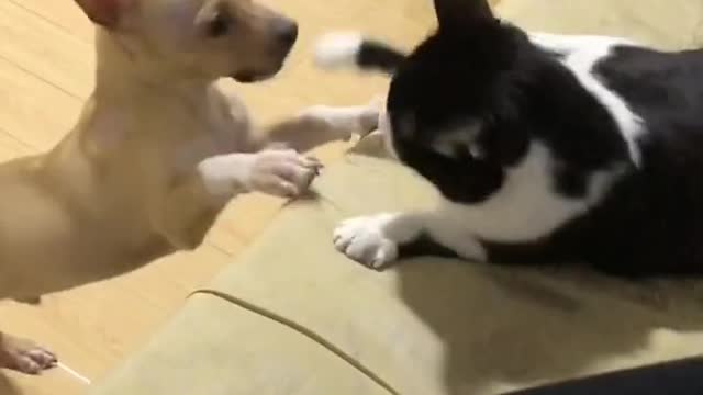 Lovely and Funny Cat vs Dog Videos Funny animals , love animals