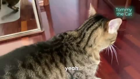 Cat thinks his hidden, gets mad when found out