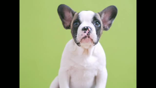The most funny dog amazing funny moment
