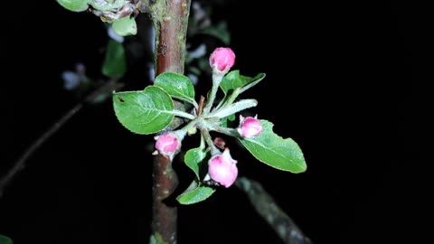 Sounds of the May night ( sounds for sleeping )