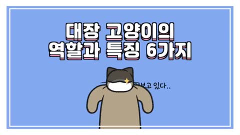 대장 고양이의 역할과 특징 6가지