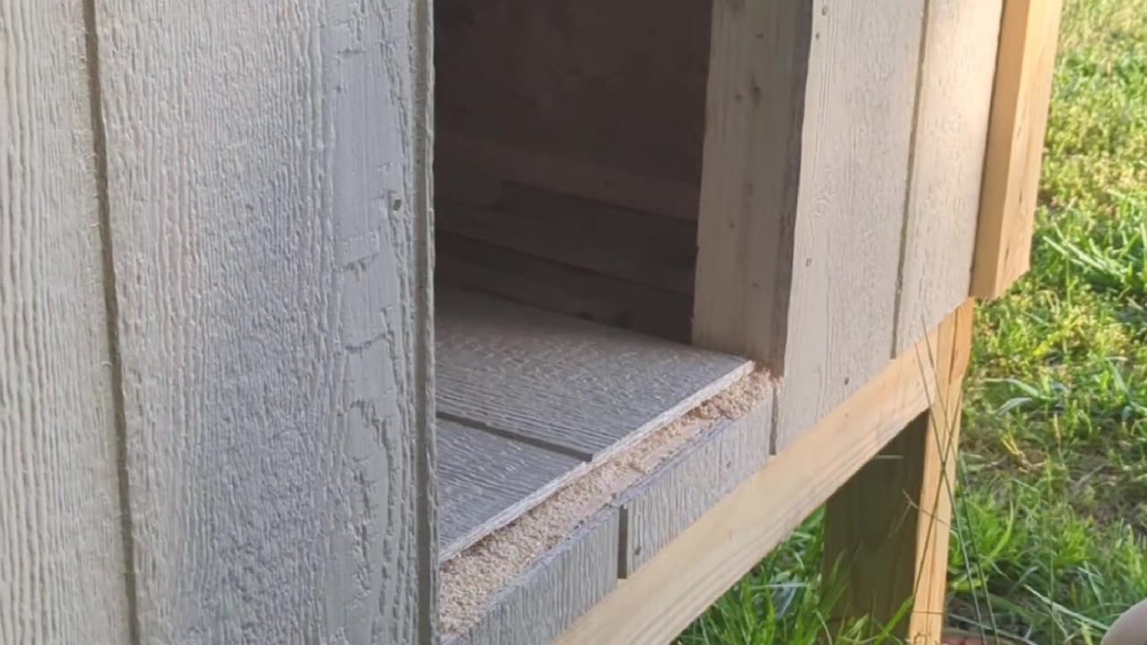 Chicken coop run door