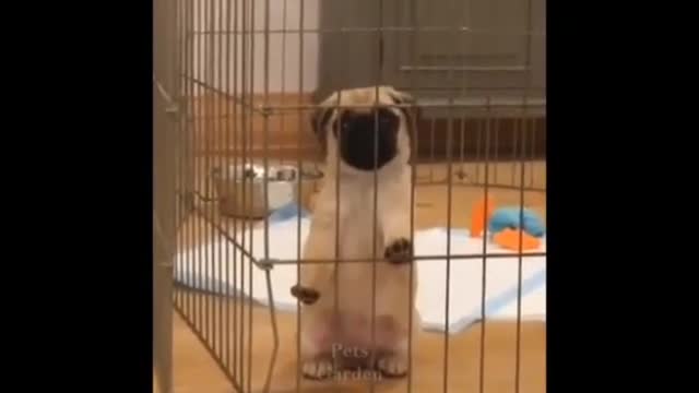 CUTE AND FUNNY CATS PUPPIES TRY NOT TO FALL IN LOVE 2022