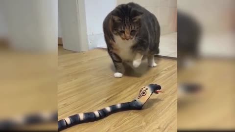 Kitten fights snake