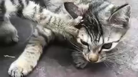 Funny Animals Videos