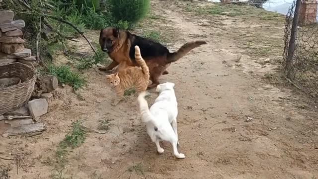 Two - dogs - VS one - cat - fighting 😠😡