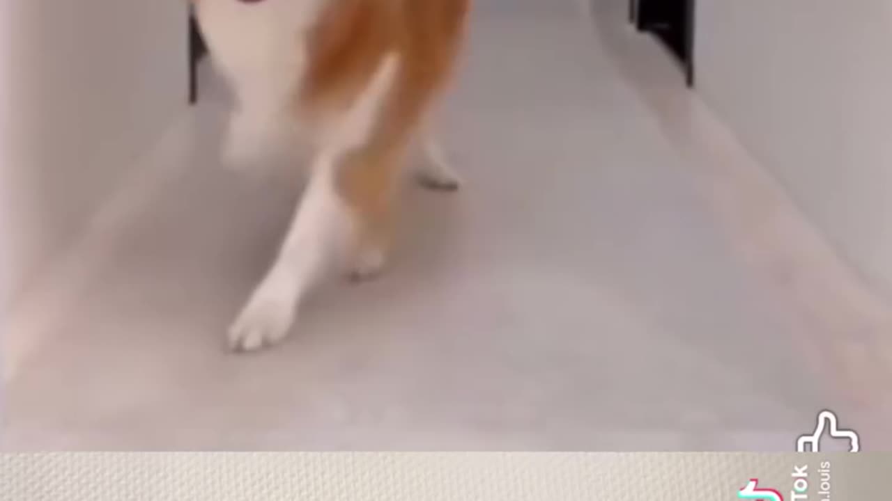 Dog going live on tiktok