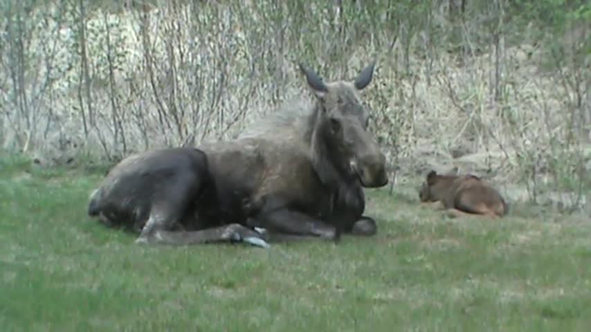 Baby Moose in my lawn!!!!