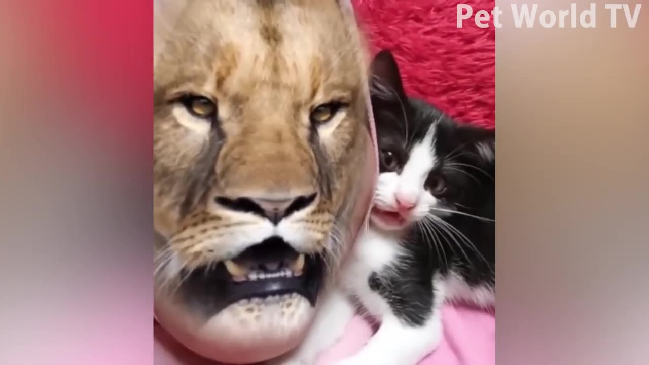 Best Funniest Cats 😸 and Cute Dogs 🐶 Funny Animal Videos