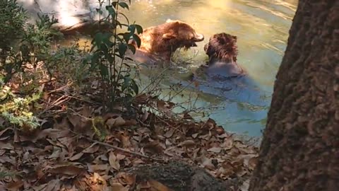 Two Bears Chillin In A Pond