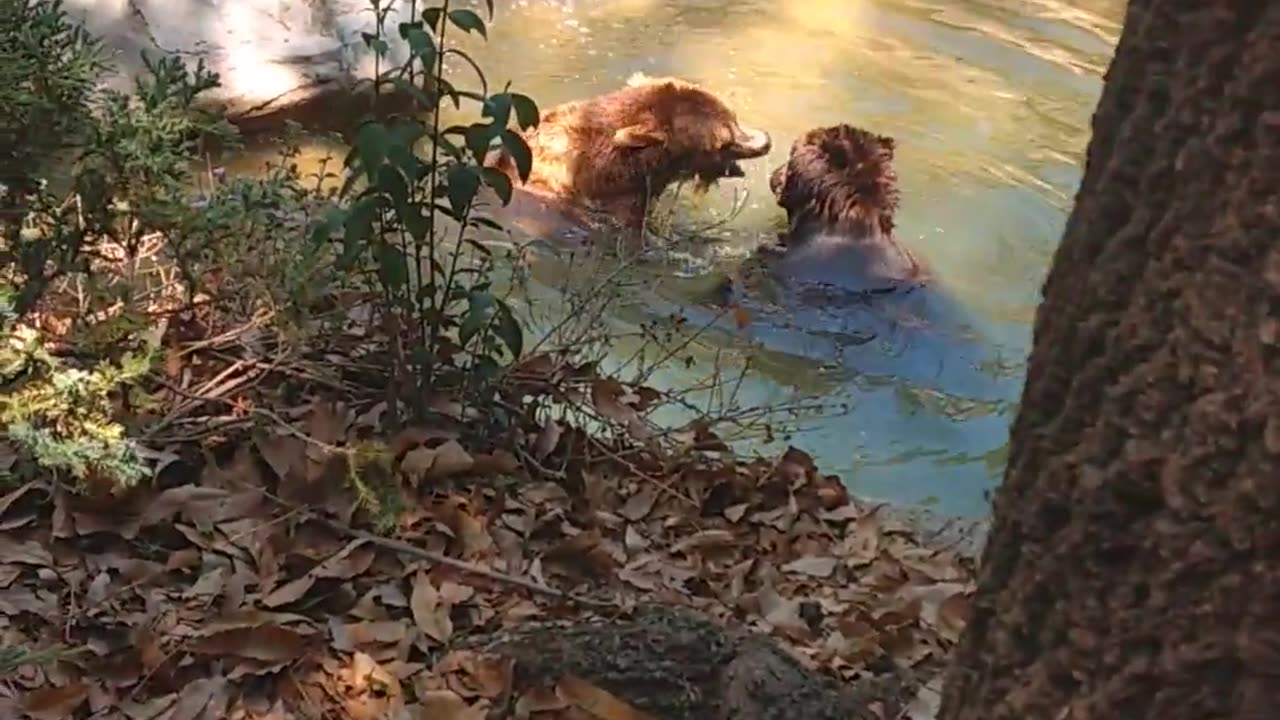 Two Bears Chillin In A Pond