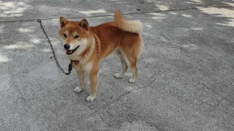 Nice puppy shiba