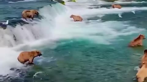 fishing bear