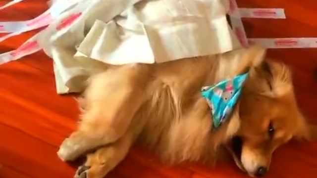Smart_animal,_funny_animals,_animal,_smart_dog,_funny_dog,_animal