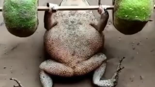 Funny video,frog funny video, frog