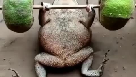 Funny video,frog funny video, frog