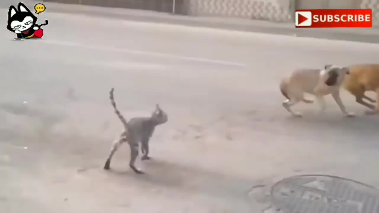 angry cat vs dog danger fight