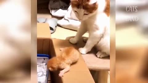 Cute Cats Best Funny Cat