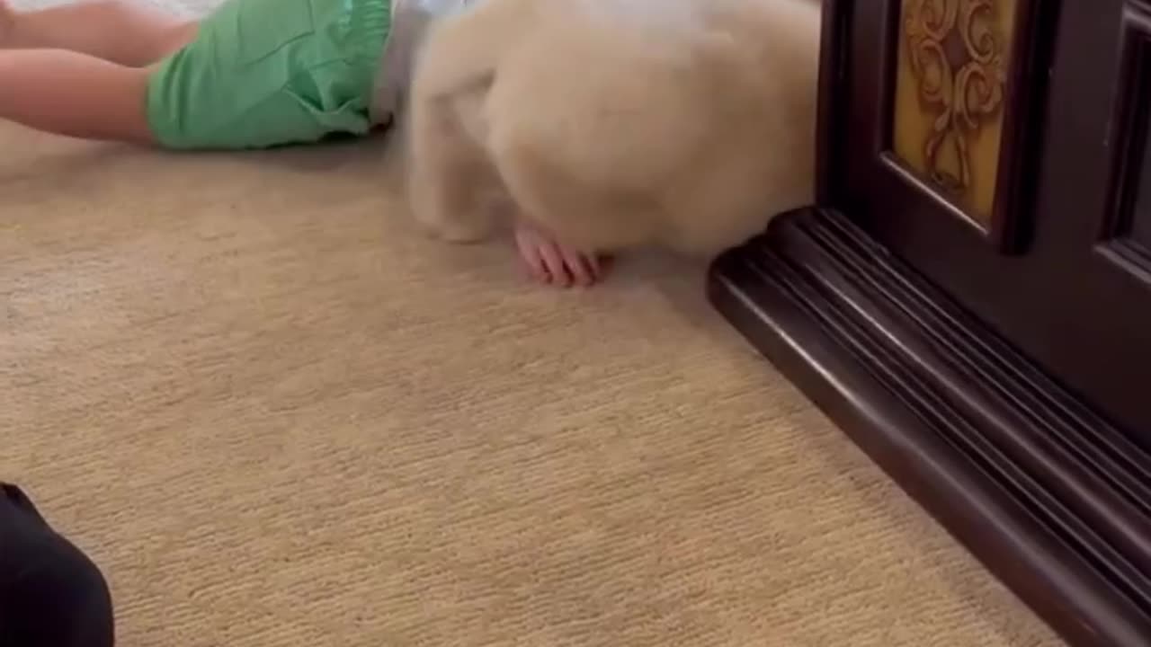 Puppy Meets Baby