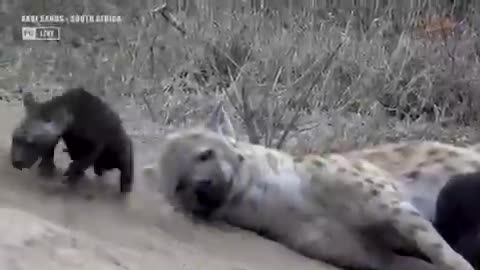 Hyena mom feeding her Cubs really cute must watch