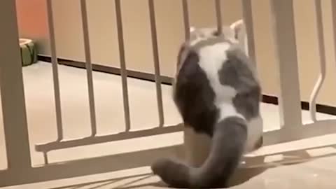 Fat Cat stuck in the Door