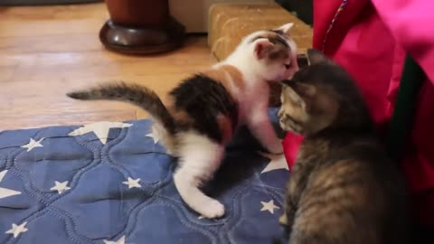 Kittens Squeeze The Mother Cat's Chest And Drink Milk-20