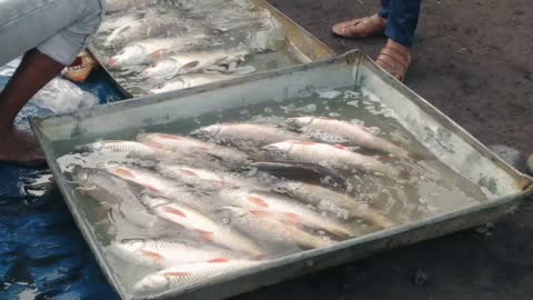 Fish Market in A Busy Area.