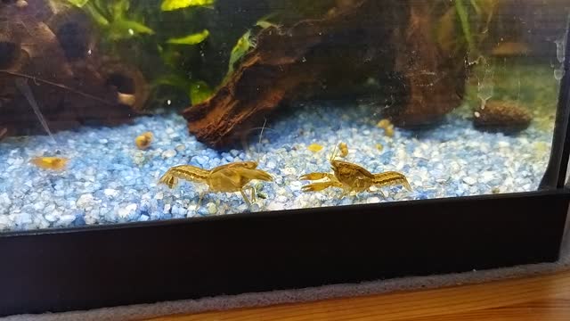 Cambarellus diminutus Zwergkrebs im Aquarium 02