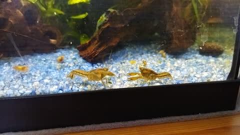 Cambarellus diminutus Zwergkrebs im Aquarium 02