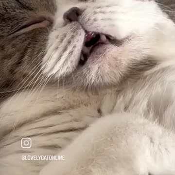 Funny cat