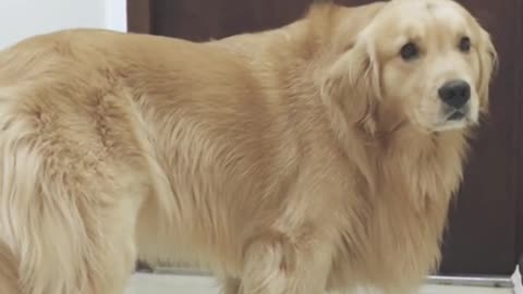 Dog short film