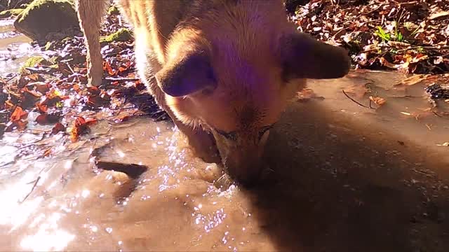 dog playing in water