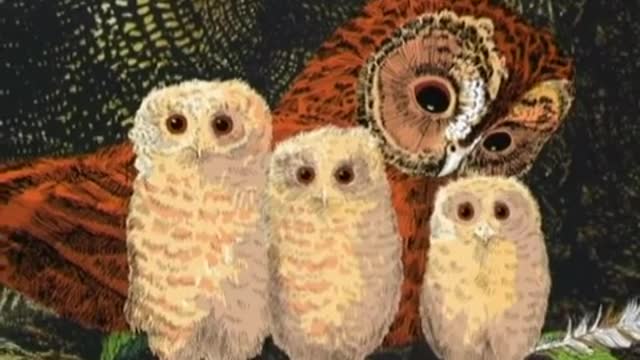 Owl Babies