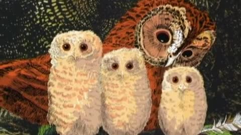 Owl Babies