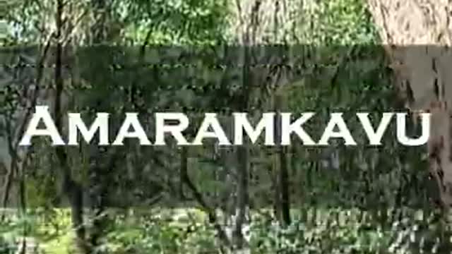 Birds of Amaramkavu | Rare Birds Found In India