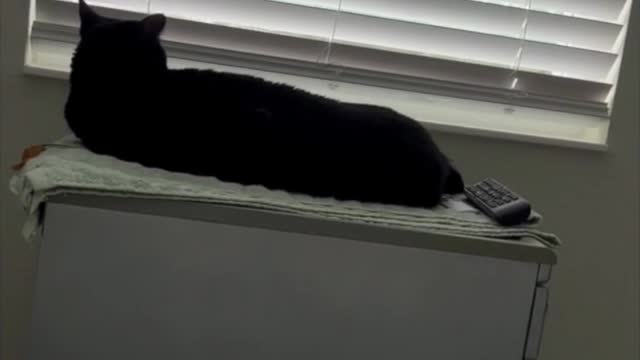 Adopting a Cat from a Shelter Vlog - Precious Piper Resting By Window #shorts