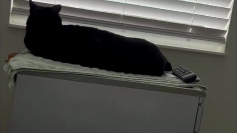 Adopting a Cat from a Shelter Vlog - Precious Piper Resting By Window #shorts