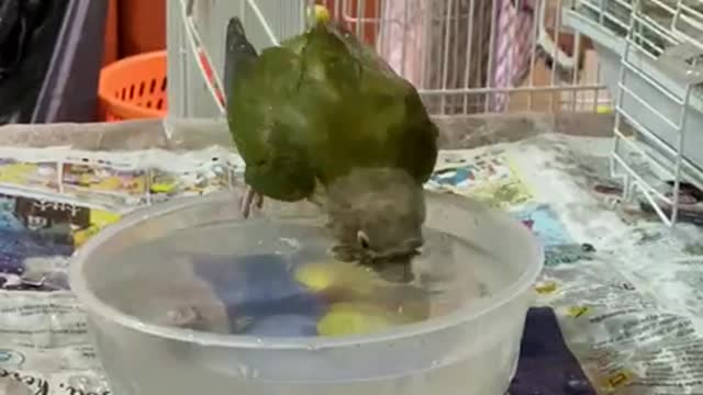 Parrot Smashing Water