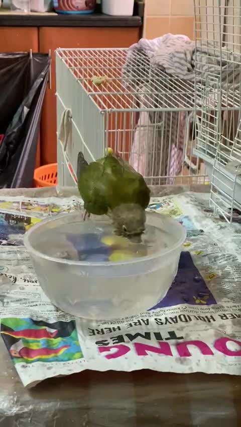 Parrot Smashing Water