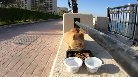 ED SHEERAN - Homeless cat in Ras Al Khaimah, UAE #cat #cats #EdSheeran #emirates #pet #ae #UAE #pets