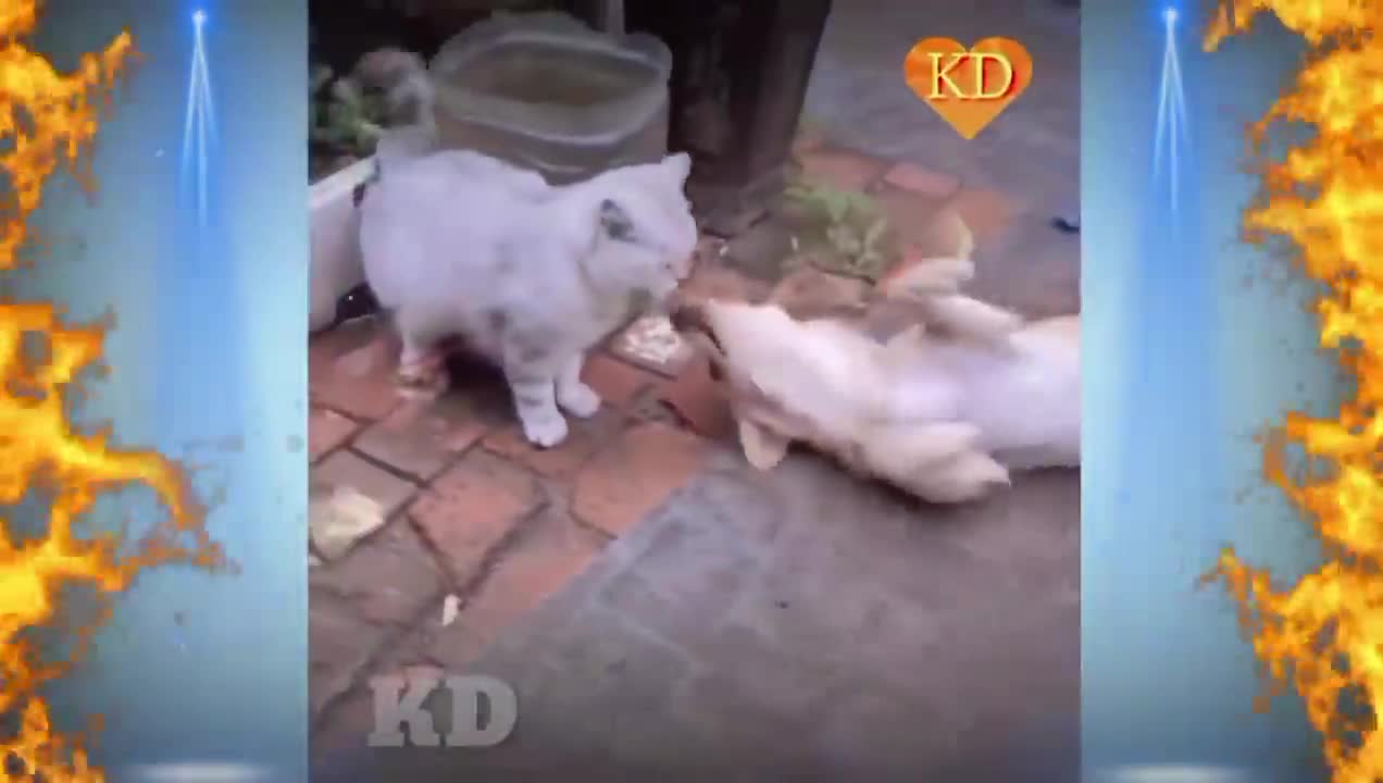 Cat 😺 And Dog 🐕 funny videos