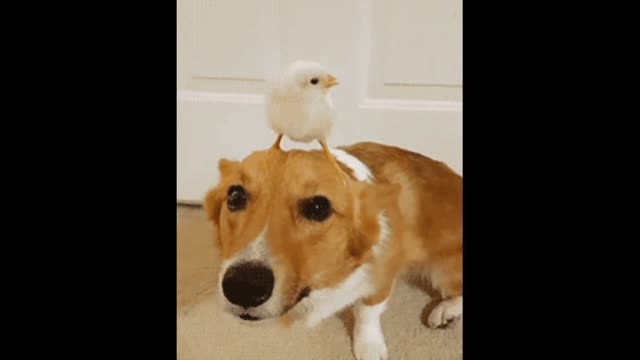 Dog gif video and its pet chick